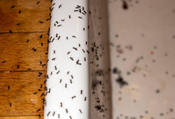  Han, GA Pest Control Pros