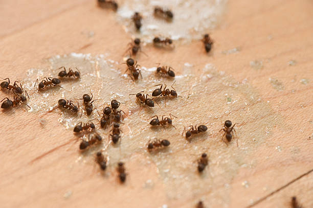 Best Exterminator Services  in Han, GA