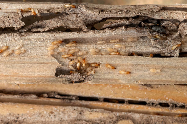 Best Mosquito Control Services  in Han, GA