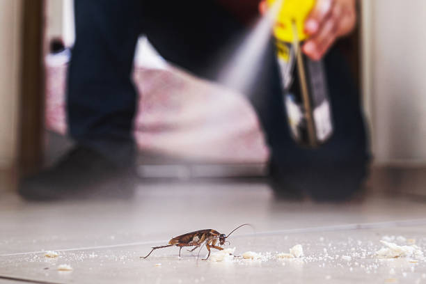 Best Rat Extermination Near Me  in Han, GA